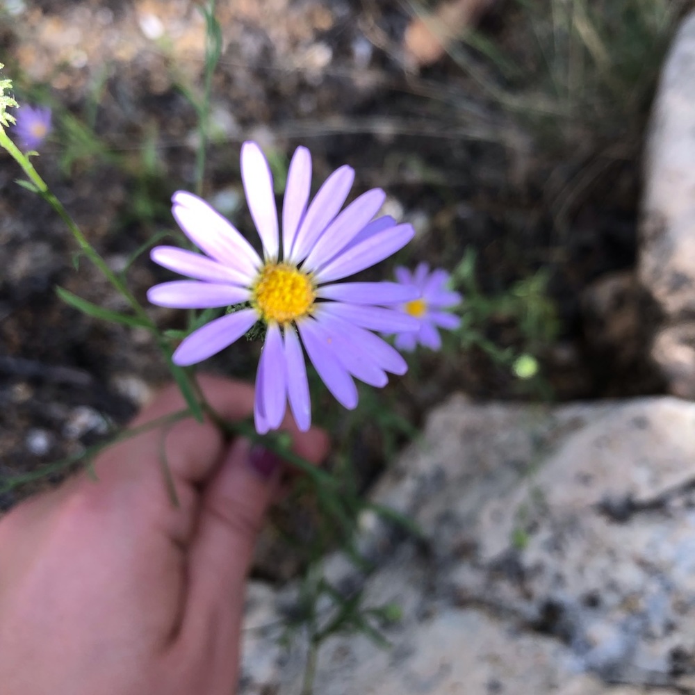 Meet your Posher, Annaliese